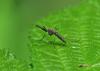 Aedes vexans